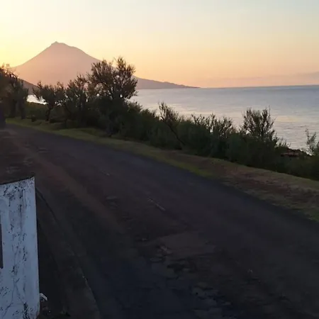Blue Shark Horta (Azores)
